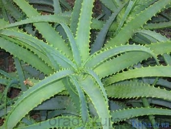 aloe