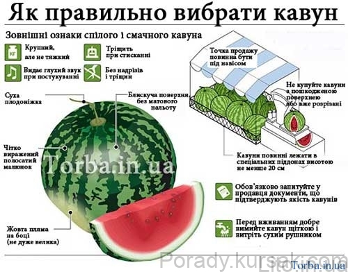 vybraty_kavun