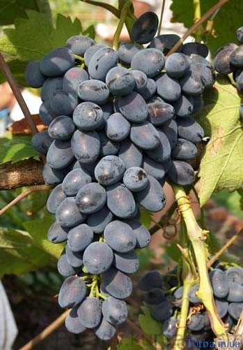 vynograd